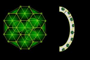 좁쌀공말(Volvox) 군체: 1) 클라미도모나스 유사 세포, 2) 자가 군체, 3) 세포질 다리, 4) 세포간질, 5) 생식 세포, 6) 체세포.