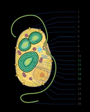 회청조식물 세포 구조. 시아넬(엽록체)은 청록색으로 표시되어 있다.