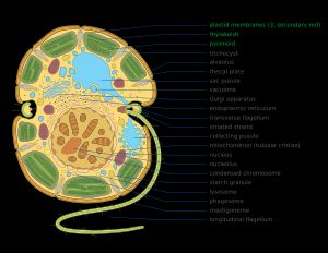 와편모충류 표현