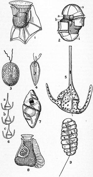 1. Ornithocercus; 2. diagram; 3. Exuviaella; 4. Prorocentrum; 5, 6. Ceratium; 7. Warnowia; 8. Citharistes; 9. Polykrikos