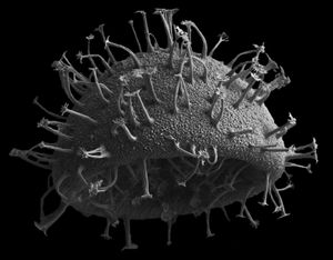 아무르만의 퇴적물에서 분리된 디노피틱 미세조류