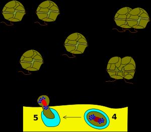 와편모충류 생활사: 1-유사분열, 2-유성 생식, 3-플라노접합자, 4-hypnozygote, 5-planomeiocyte