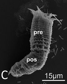 Paragordius amicus의 유생