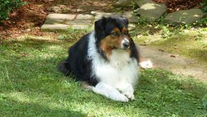 원래는 단지 목양견으로만 사용되었던 오스트레일리안 셰퍼드는 북미에서 가장 인기 있는 반려견 품종 중 하나가 되었다.