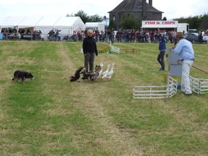 하이랜드 게임 개 몰이