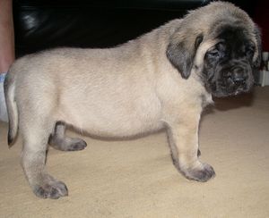 생후 4주에도 잉글리시 마스티프는 거대해 보인다