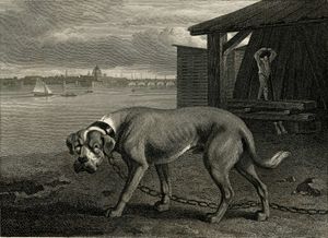 필립 레인에글의 1804년 그림으로 존 스콧이 조각했는데, 반도그 종류의 마스티프를 보여준다