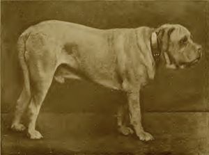 논란의 여지가 있는 Ch. 크라운 프린스, 노년의 모습