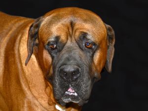 잉글리시 마스티프의 머리