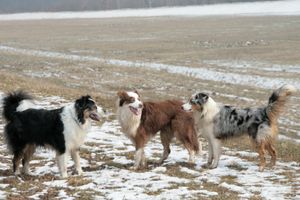 세 마리의 오스트레일리안 셰퍼드