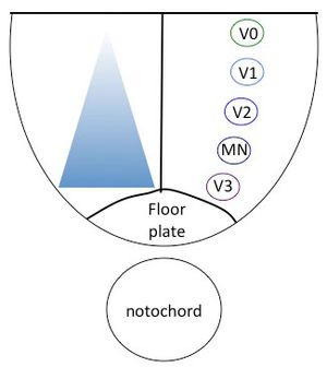마루판에서 분비된 SHH는 배쪽 신경관에 농도 기울기를 형성한다. SHH는 농도 의존적인 방식으로 기능하여 배쪽 신경 세포의 운명을 예정화한다. V0-V3은 네 종류의 복부 연합 신경세포 유형을 나타내고 MN은 운동 신경세포를 나타낸다.