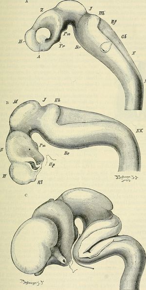 신경관이 굴곡지는 과정. 등쪽으로 휜 머리굽이가 가장 먼저 관찰되고(A) 이어서 목굽이도 보이기 시작한다(B). 마지막으로 배쪽으로 휜 다리뇌굽이가 뚜렷해진다(C).