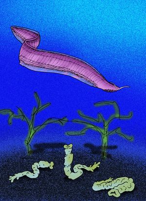 희귀한 지구 가설에 따르면 피카이아(그림)와 같은 단순한 형태에서 척삭동물의 극심한 다양성을 보인 캄브리아기 대폭발은 일어날 가능성이 적은 사건이었다.