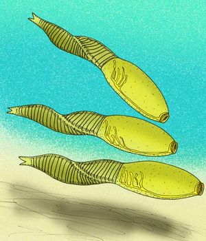 세 마리의 B. constricta의 복원도