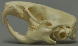 유럽햄스터의 두개골