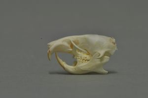 골든 햄스터의 두개골