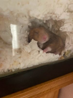 침구에 굴을 파고 있는 시리아 햄스터