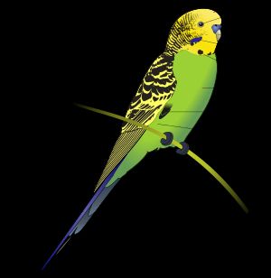 수컷 사랑앵무의 해부학