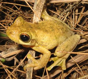 타일러스 청개구리 (Litoria tyleri)는 큰 발가락 패드와 물갈퀴 발을 가지고 있다.
