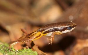 열대우림 로켓 개구리 점프