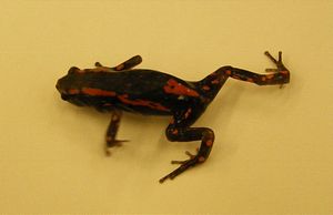 Phrynomantis bifasciatus가 평평한 표면을 걷고 있다