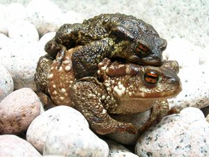 두꺼비 (Bufo bufo) 수컷과 암컷의 포접