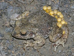 알을 가진 수컷 산파두꺼비((Alytes obstetricans))