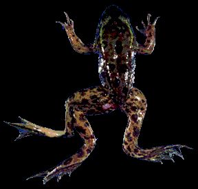 다리가 하나 더 달린 기형 밍크 개구리