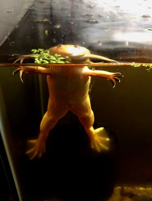 전형적인 부유 자세에서 눈과 코만 내놓은 사육된 수컷 알비노 발톱 개구리. 껴안기 동안 암컷을 잡는 데 사용되는 검은 손과 팔뚝에 주목하십시오.