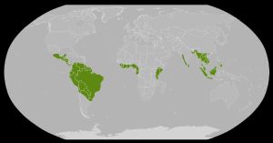 무족영원목의 현재 분포(녹색)