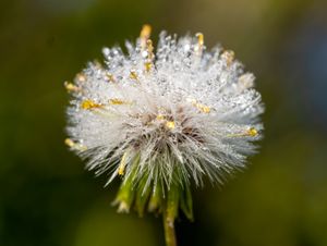 이슬이 맺힌 뉴저지의 개쑥갓 꽃