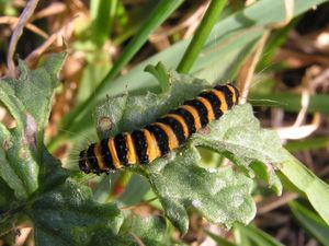 주홍날개나방 애벌레