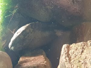 런던 동물원에 전시된 중국장수도롱뇽