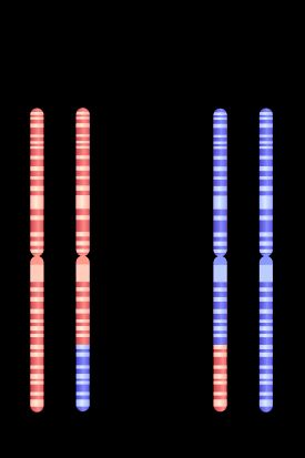 감수 분열에서 상동 염색체의 재조합 묘사