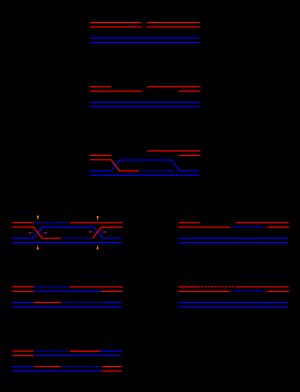 진핵생물에서 상동 재조합의 두 가지 경로, 홀리데이 접합부의 형성 및 분해를 보여준다.