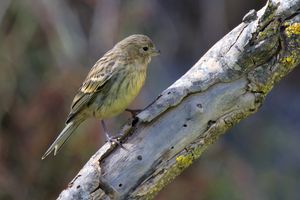 스페인 그란 카나리아에 있는 어린 카나리아
