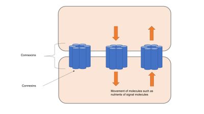 갭 결합은 커넥손과 커넥신을 보여준다