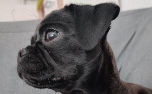 복고풍 퍼그의 더 긴 주둥이, 덜 튀어나온 눈, 더 적은 주름의 측면도