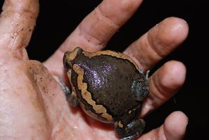 팽창된 아시아맹꽁이