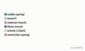 갯가재의 두 번째 턱다리(포획 발톱, 탄도 발톱)의 공격 역학 및 찌르기 운동
