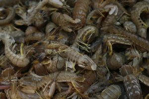 Thanh Hóa성 Hậu Lộc에서 잡힌 매미새우, 베트남