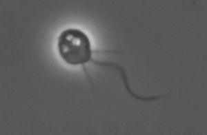 모노시가 브레비콜리스 위상차 현미경 사진