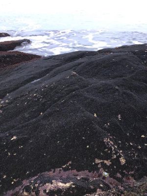 미국 로드아일랜드의 진주담치 서식지