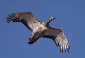 비행하는 큰느시