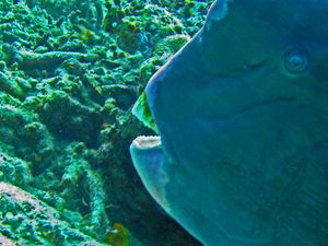 강력한 부리를 가진 볼보메토폰 무리카툼(Bolbometopon muricatum)은 가장 튼튼한 산호도 갈아 먹을 수 있습니다.