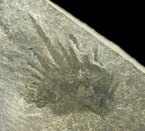 버제스 셰일에서 발견된 어린 Wiwaxia corrugata의 측면도; 입 부분이 앞쪽에 보인다. Smith (2013)에서 발췌