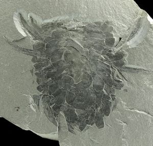 버제스 셰일의 위왁시아 코루가타 (Wiwaxia corrugata). 구강 부위가 확대되어 보인다. Smith (2013)에서 가져옴