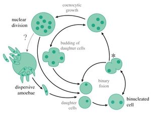 C. limacisporum의 생활사