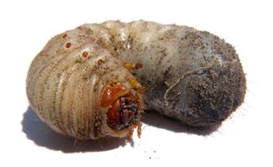 풍뎅이의 애벌레. (굼벵이)