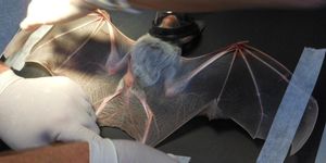 진정 상태에서 건강 상태 확인을 받는 유령박쥐의 앞 모습(2013년 사우스오스트레일리아 주)